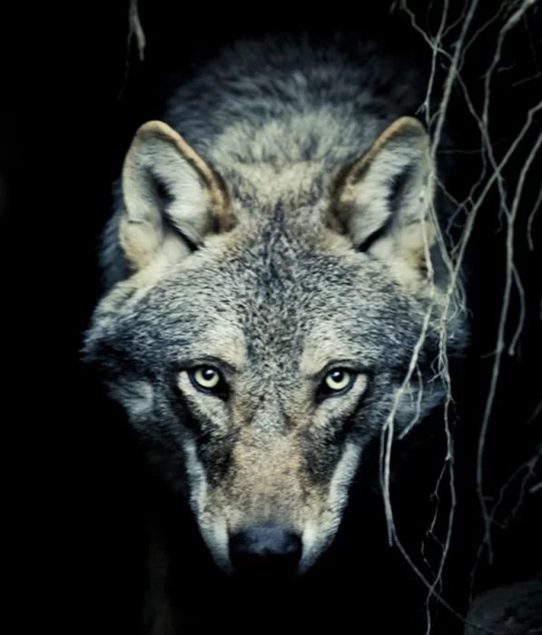 Ulver – eksperimentalno čudovište iz Osla